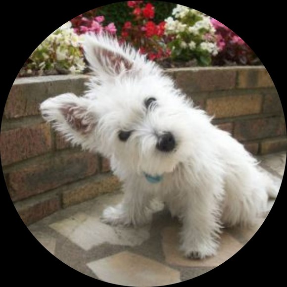 lovewesties
